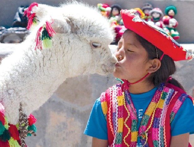 GOLD OF THE ANDES: THE ALPACA
