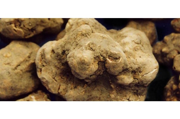 WHITE TRUFFLES: SAVIGNO IS GUINESS
