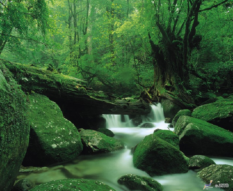 IN THE MYSTIC FOREST OF YAKUSHIMA ISLAND